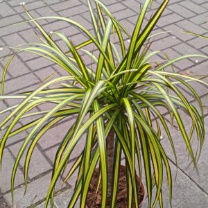 Драцена Санрайз