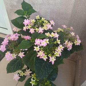 гортензия флория в кашпо