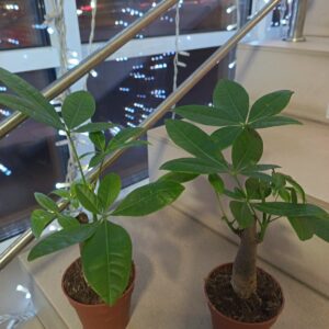 Пахира Акватика