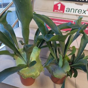 Платицериум