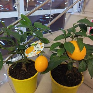 Лимон Мейера