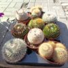 кактус маммилярия