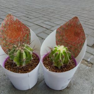 kaktus