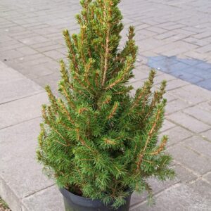 Пиццея Глаука Коника. 60 см Нидерланды