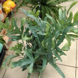 папоротники