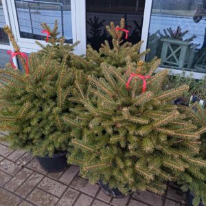 ель в кадке