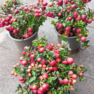 Гаультерия