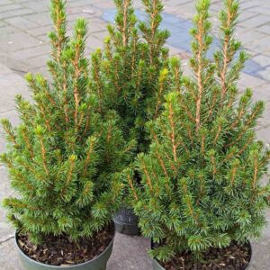 Ель Перфекта