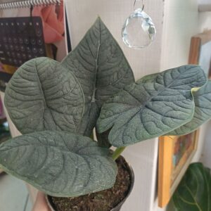 Алоказия Мело