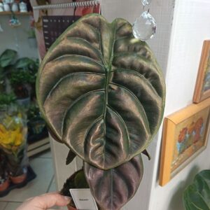 Алоказия Рэд Сикрет