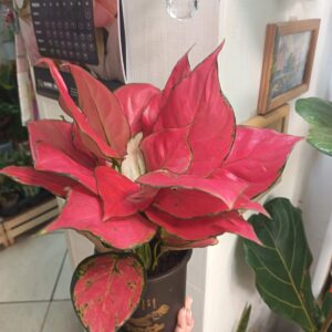 Аглаонема ред