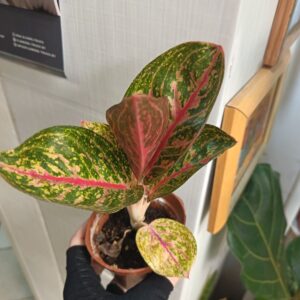 Аглаонема споттед стар