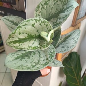 Сциндапсус Треби