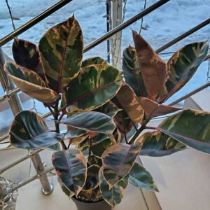 Фикус Эластика Бэлиз