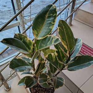 Фикус Эластика Тинеке