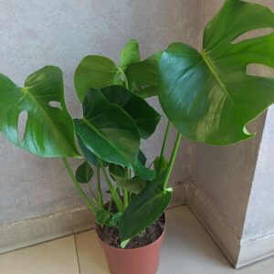 Монстера Deliciosa